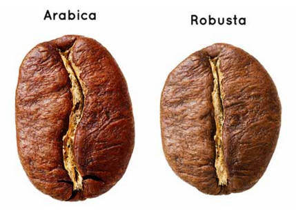 Shade-Grown Fair Trade Coffee