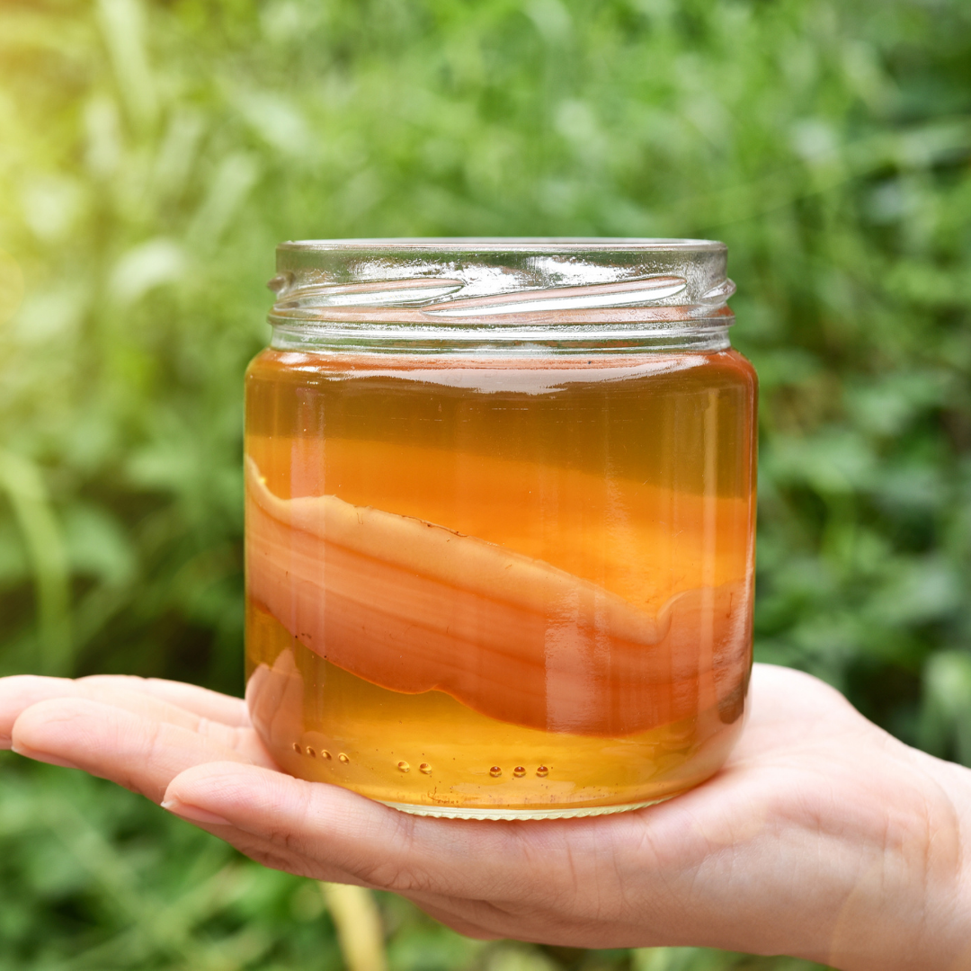 kombucha scoby