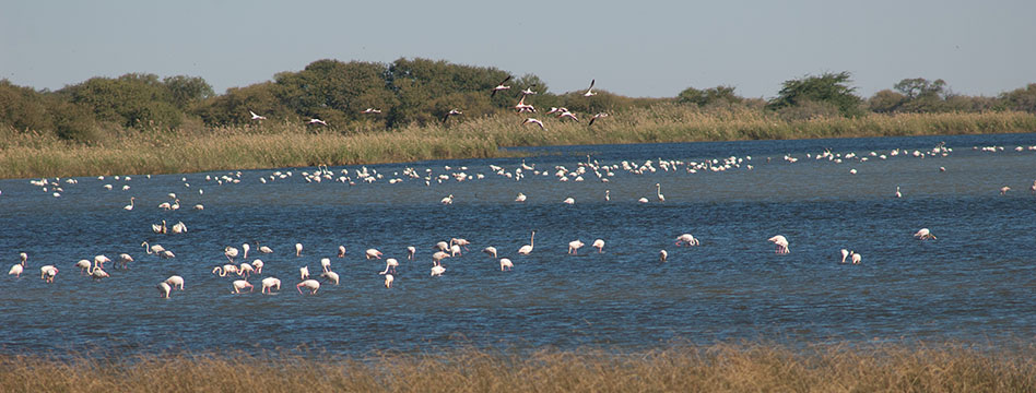 birds in a marsh