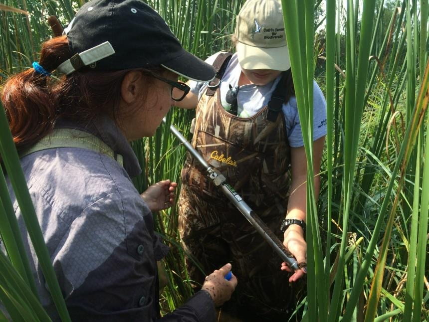 Lisa Grubisha, a faculty member for the UW Applied Biotechnology and Biodiversity Conservation and Management online STEM degree programs, helps a student with fieldwork for one of her undergraduate courses at UW-Green Bay. 