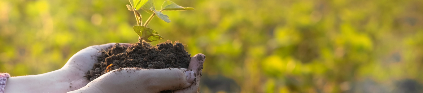 field worker holding a plant in the field