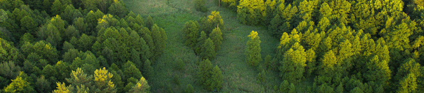 trees in a field from a bird's eye view