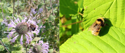 Restoring Habitats One Bumblebee at a Time: How One Biodiversity Conservation and Management Student Used Her Capstone Project to Elevate Her Job with the DNR