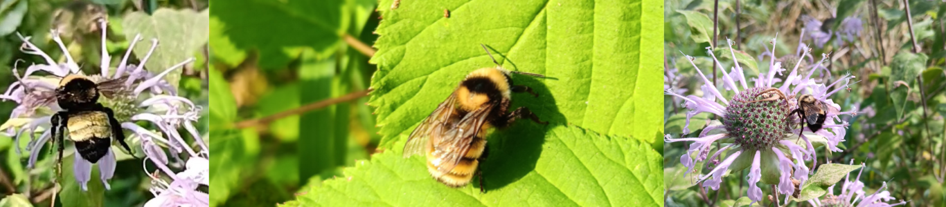 a collection of bumblebee photos
