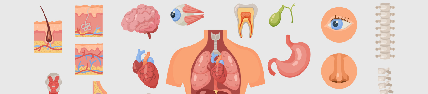A series of vector illustrations of human body parts and internal organs from the cardiovascular, respiratory and digestive systems