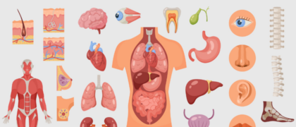 Meet the Instructors Behind the Online Anatomy and Physiology Gen Ed Courses