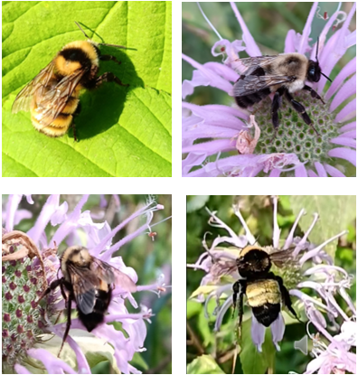 bumblebees on flowers in the wild