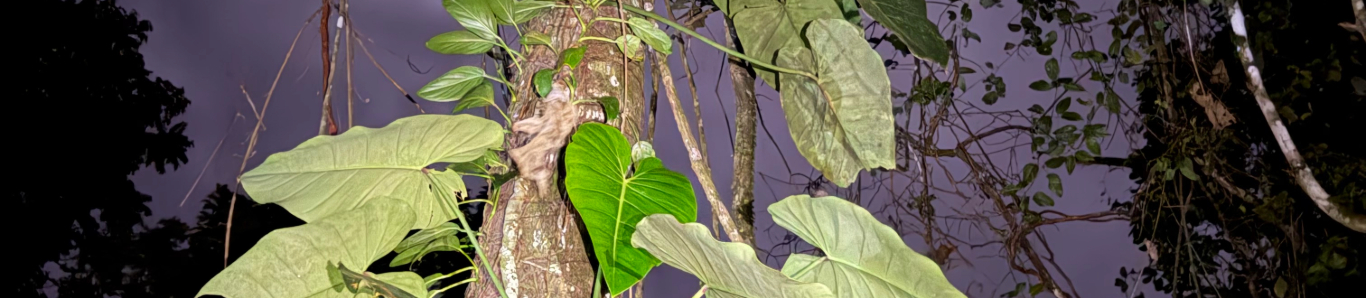 a photo of a tree in Panama