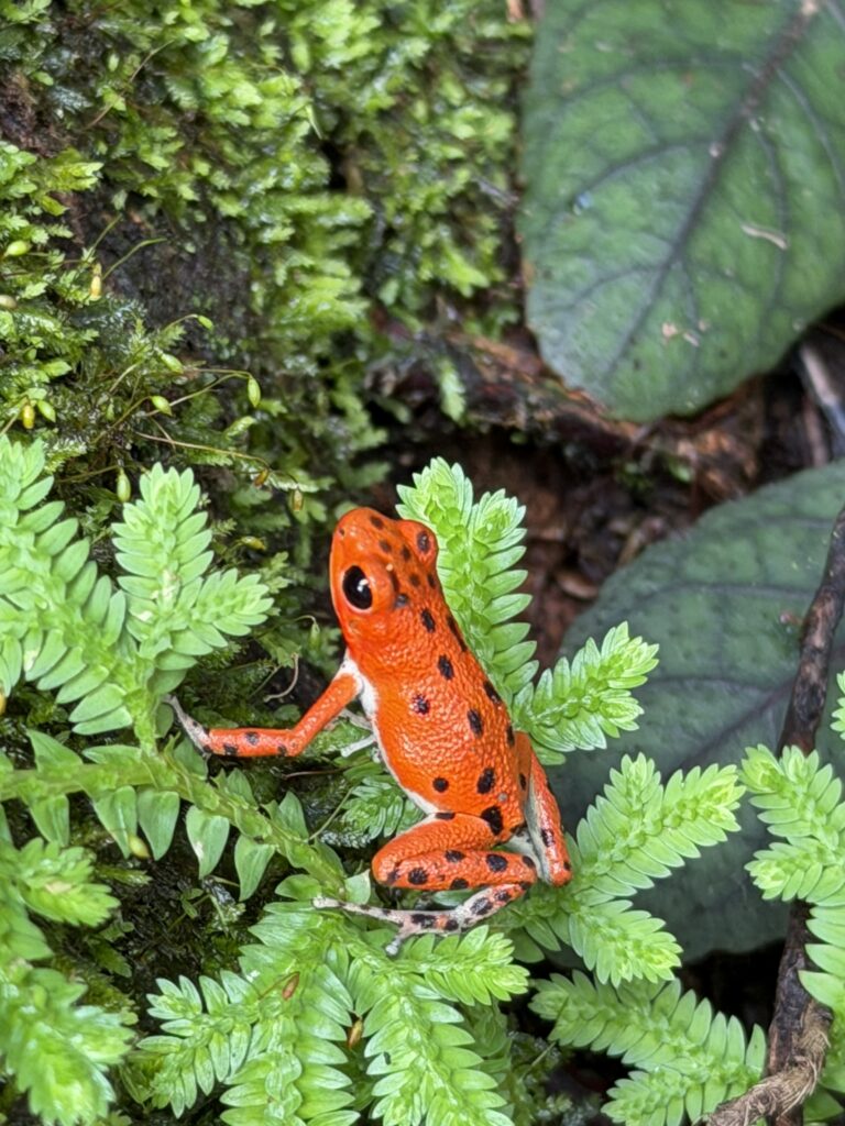 tree frog