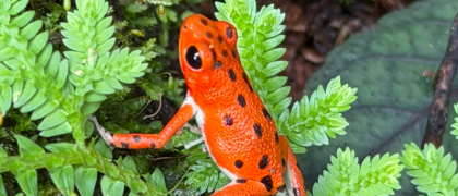 Research, Rainforests and Conservation: ‘Awesome’ Panama Trip Shapes Student’s Perspective on Biodiversity