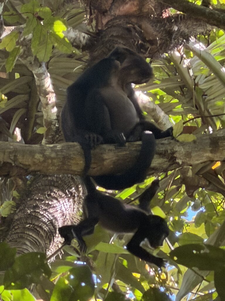 a photo of an animal in a tree in Panama